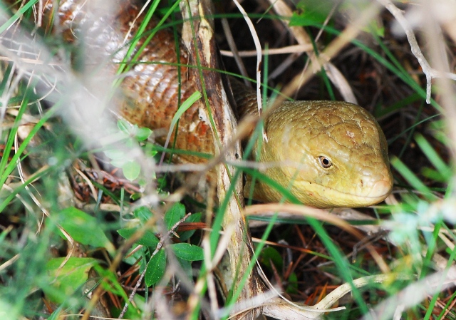 Ophisaurus apodus