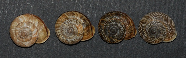 Riflessione su Gobanzi e chilostoma