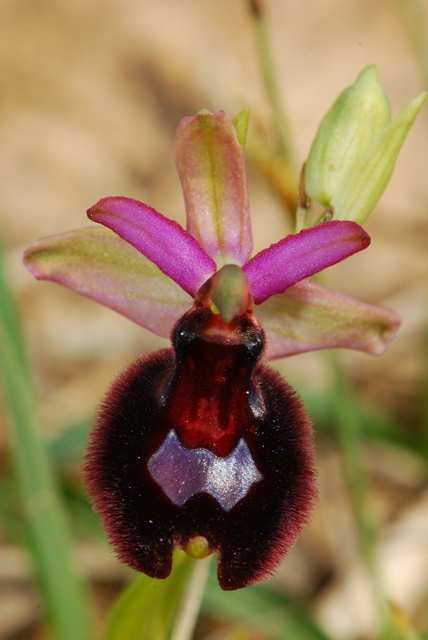 Orchidee istriane