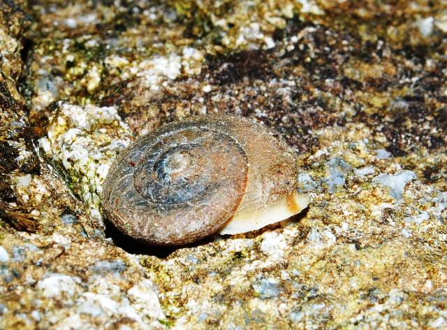 Chilostoma desmoulinsii acrotricha (P.Fischer 1877)