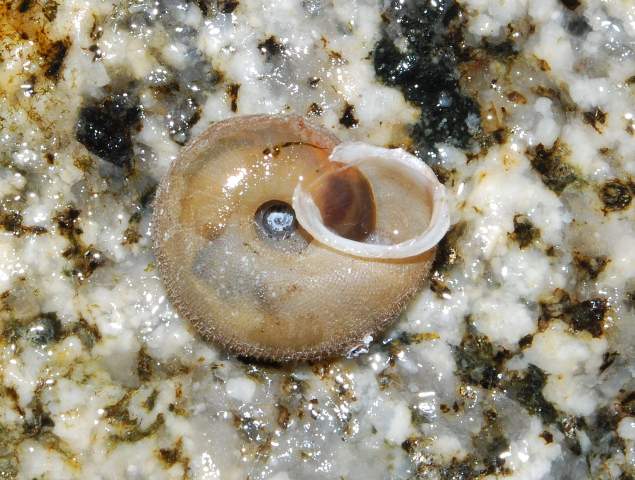 Chilostoma desmoulinsii acrotricha (P.Fischer 1877)