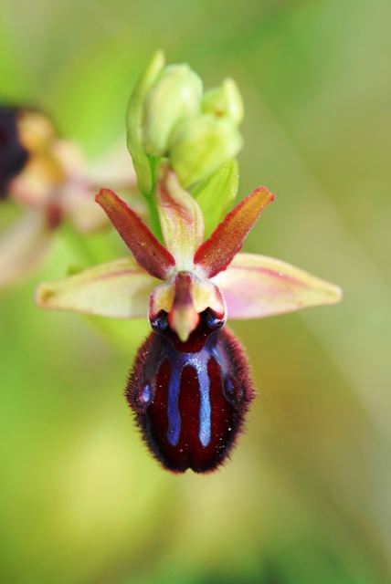 Orchidee istriane