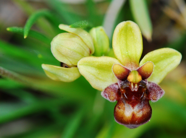 Orchidee istriane