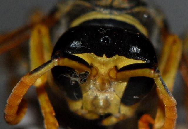 Polistes monti della laga: P. sulcifer  o P. semenowi