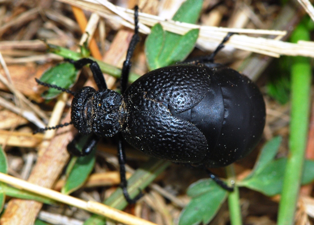 Meloe mediterraneus Istria