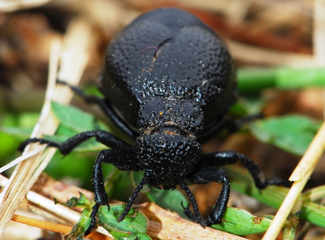 Meloe mediterraneus Istria