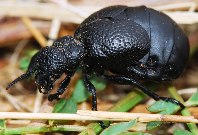 Meloe mediterraneus Istria