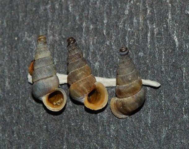 Cochlostoma Tonadico-Fiera di Primiero