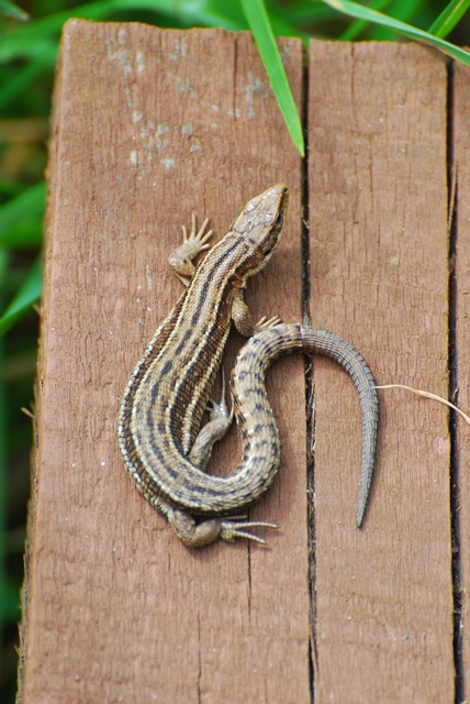 Lacerta vivipara scozzese