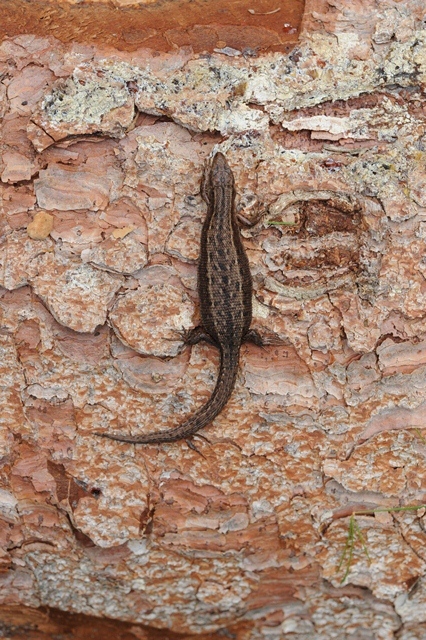 Lacerta vivipara scozzese