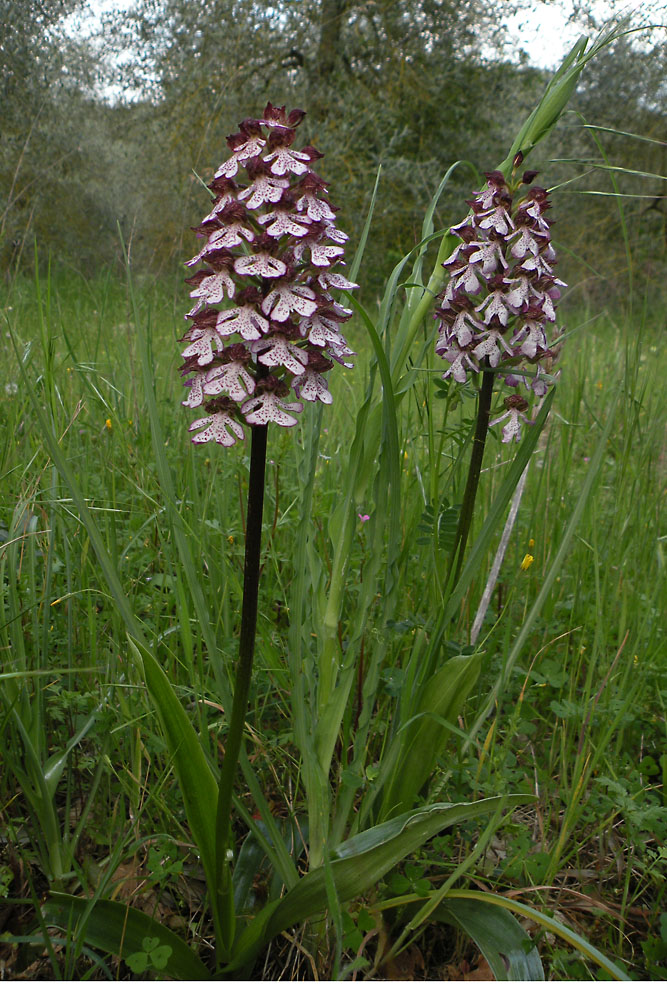 orchis purpurea?