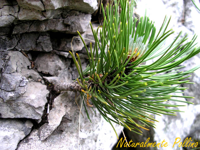 Pinus leucodermis / Pino Loricato