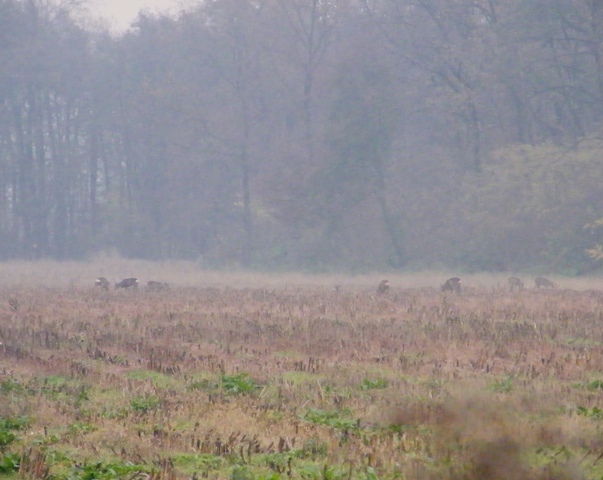 caprioli , riserva La Fagiana Parco del Ticino, lombardia