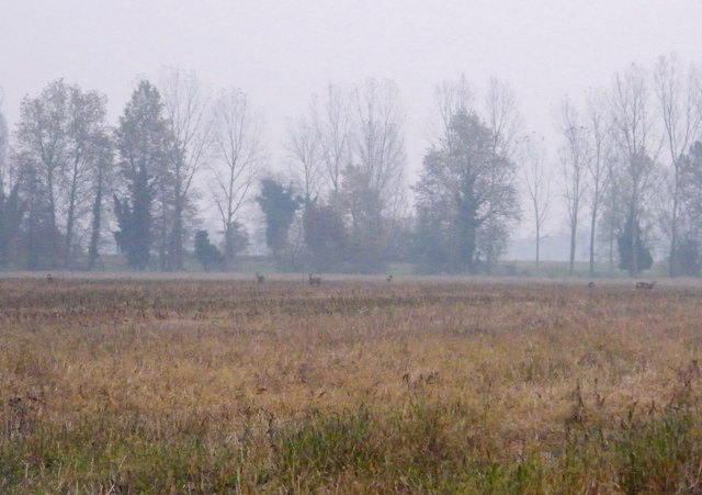 caprioli , riserva La Fagiana Parco del Ticino, lombardia