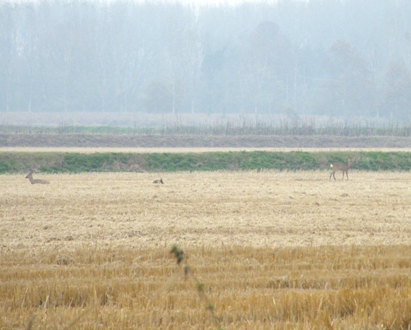 caprioli , riserva La Fagiana Parco del Ticino, lombardia