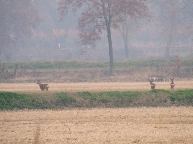 caprioli , riserva La Fagiana Parco del Ticino, lombardia