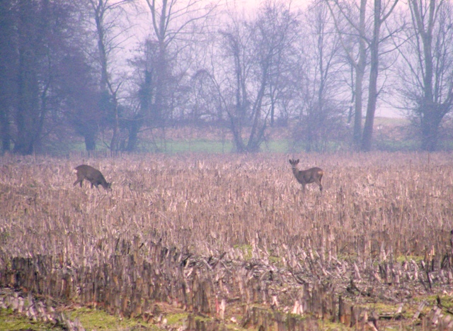 caprioli , riserva La Fagiana Parco del Ticino, lombardia