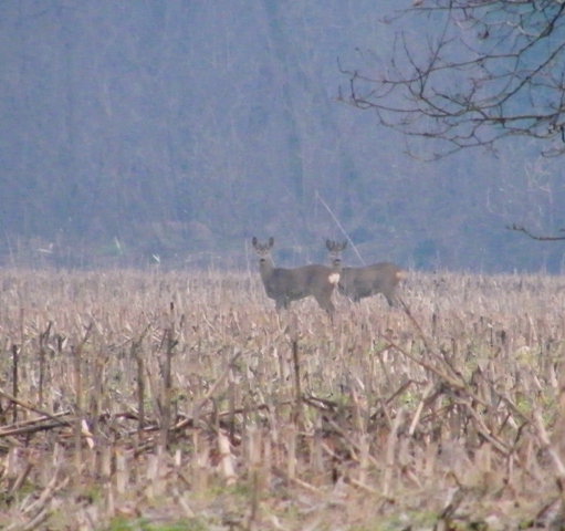 caprioli , riserva La Fagiana Parco del Ticino, lombardia