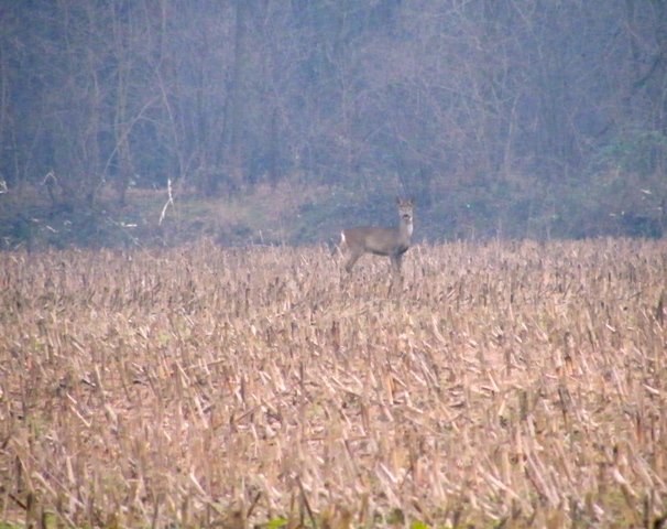 caprioli , riserva La Fagiana Parco del Ticino, lombardia