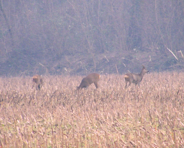 caprioli , riserva La Fagiana Parco del Ticino, lombardia