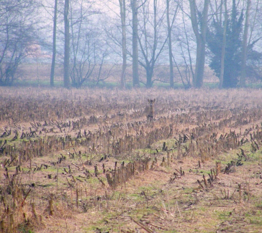 caprioli , riserva La Fagiana Parco del Ticino, lombardia