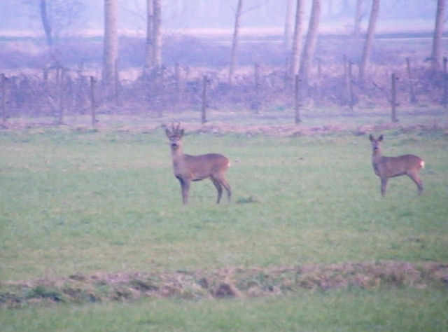 caprioli , riserva La Fagiana Parco del Ticino, lombardia