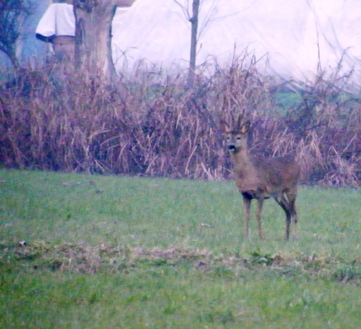 caprioli , riserva La Fagiana Parco del Ticino, lombardia