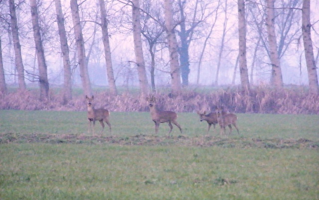 caprioli , riserva La Fagiana Parco del Ticino, lombardia