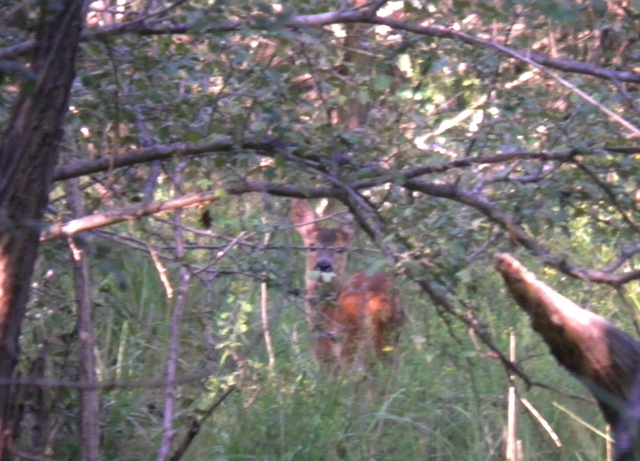 caprioli , riserva La Fagiana Parco del Ticino, lombardia