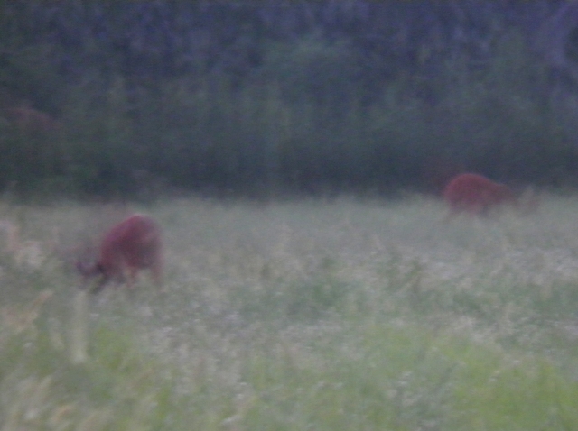 caprioli , riserva La Fagiana Parco del Ticino, lombardia