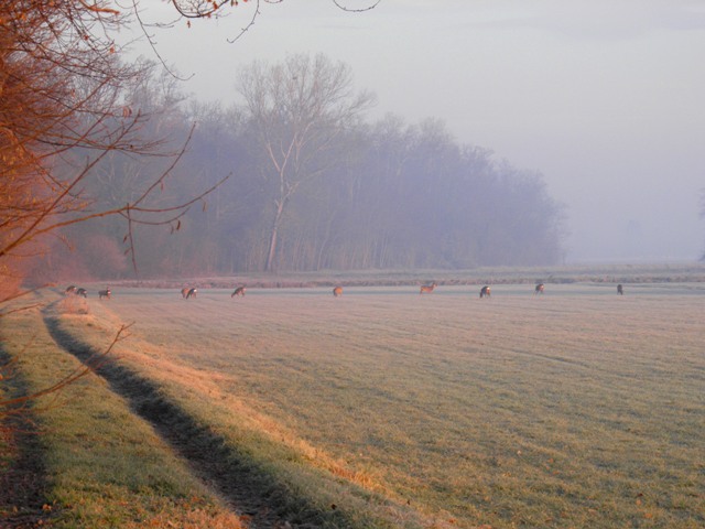 caprioli , riserva La Fagiana Parco del Ticino, lombardia