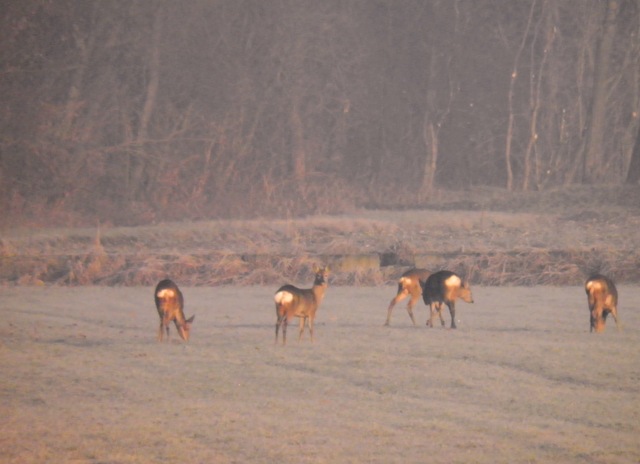 caprioli , riserva La Fagiana Parco del Ticino, lombardia