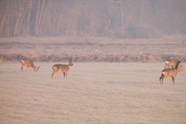 caprioli , riserva La Fagiana Parco del Ticino, lombardia