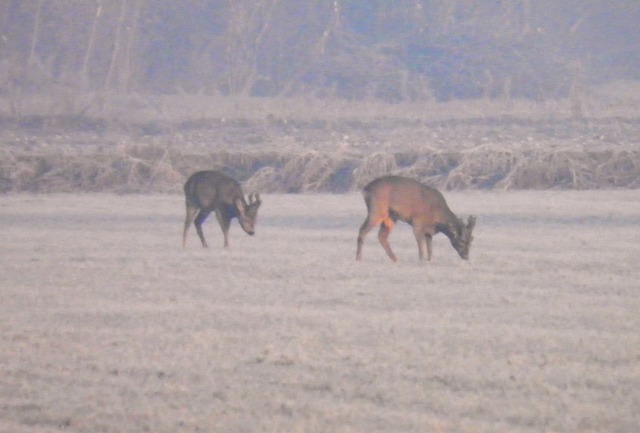 caprioli , riserva La Fagiana Parco del Ticino, lombardia