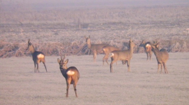 caprioli , riserva La Fagiana Parco del Ticino, lombardia