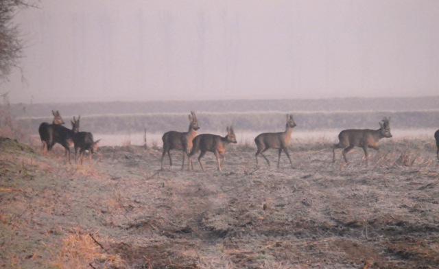 caprioli , riserva La Fagiana Parco del Ticino, lombardia