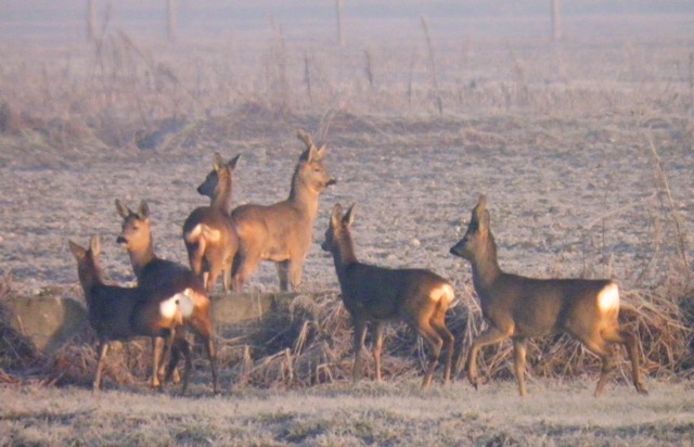 caprioli , riserva La Fagiana Parco del Ticino, lombardia