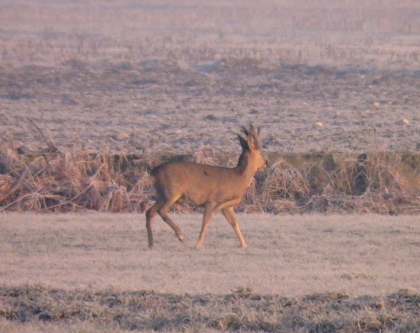 caprioli , riserva La Fagiana Parco del Ticino, lombardia