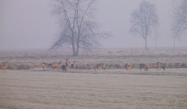 caprioli , riserva La Fagiana Parco del Ticino, lombardia