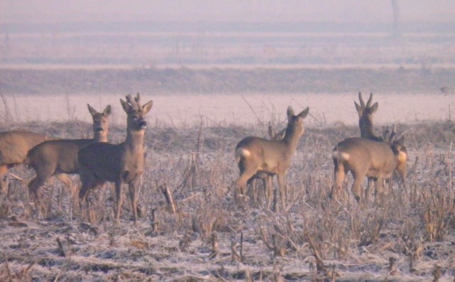 caprioli , riserva La Fagiana Parco del Ticino, lombardia