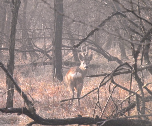 caprioli , riserva La Fagiana Parco del Ticino, lombardia