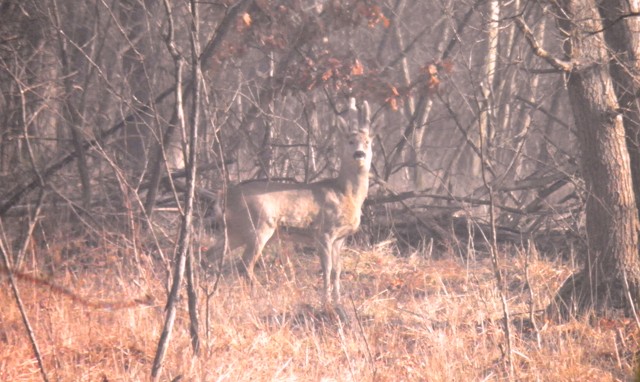 caprioli , riserva La Fagiana Parco del Ticino, lombardia