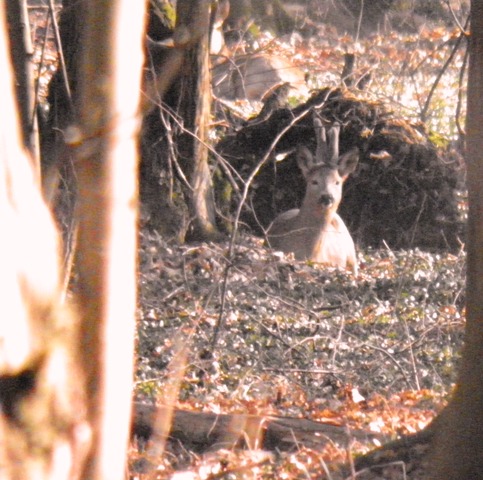 caprioli , riserva La Fagiana Parco del Ticino, lombardia