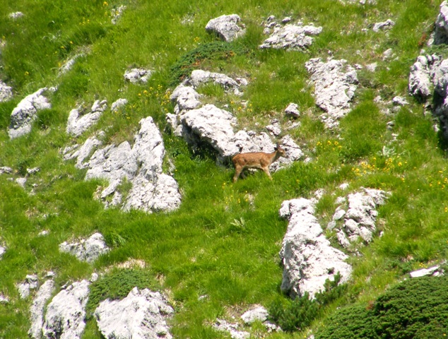 Ungulati del parco nazione dabruzzo.