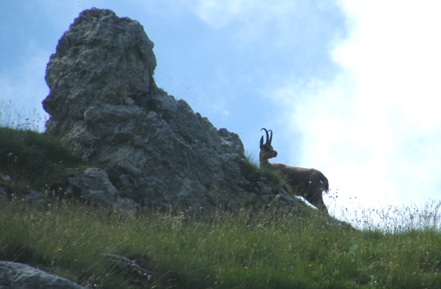 Ungulati del parco nazione dabruzzo.