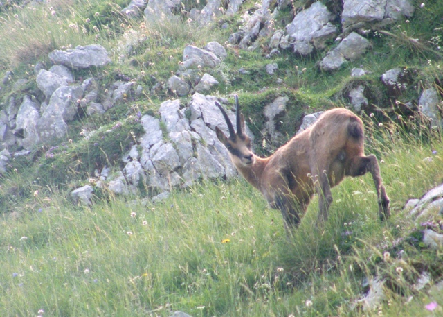 Ungulati del parco nazione dabruzzo.