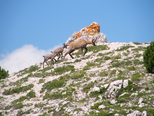 Ungulati del parco nazione dabruzzo.