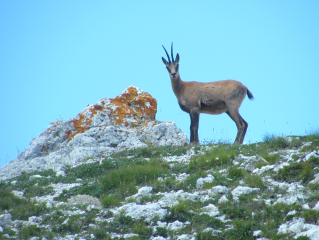 Ungulati del parco nazione dabruzzo.