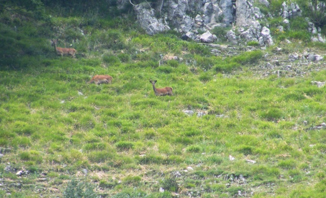 Ungulati del parco nazione dabruzzo.