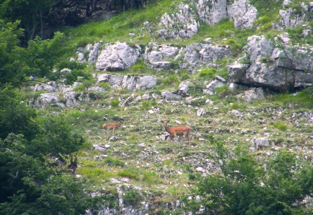 Ungulati del parco nazione dabruzzo.